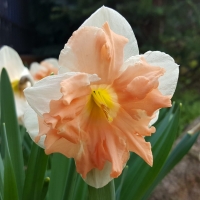 Narcyz Apricot Whirl