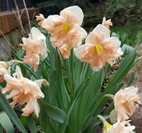 Narcyz Apricot Whirl