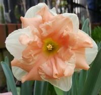 Narcyz Apricot Whirl