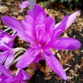 Colchicum Zimowit Pleniflorum
