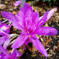 Colchicum Zimowit Pleniflorum