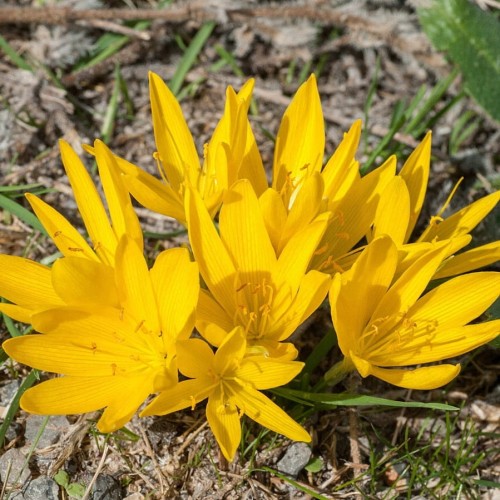 Zimowit-zolty-Sternbergia-1szt.jpg