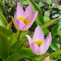 Tulipan Lilac Wonder