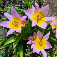 Tulipan Lilac Wonder