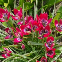 Tulipan Violacea Black Base.jpg