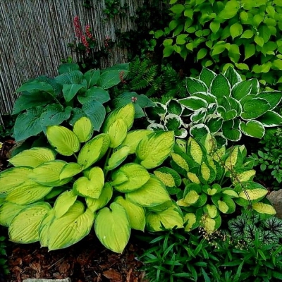 Funkia hosta mix 5szt
