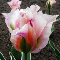 Tulipan China Town