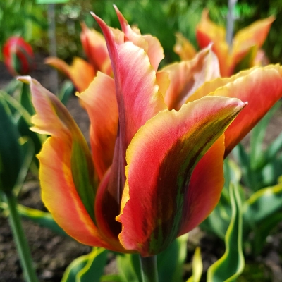 Tulipan egzotyczny zielonokwiatowy Artist 5szt