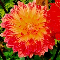 Dalia Procyon.jpg