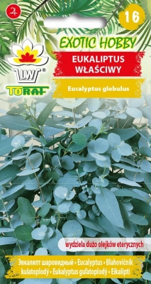 Eucaliptus właściwy 10szt nasion