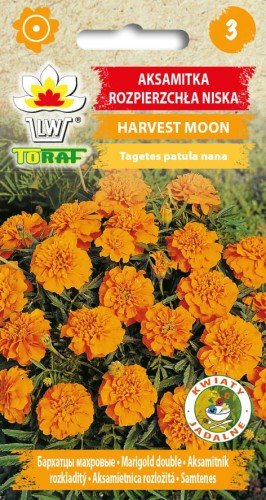2006_AKSAMITKA ROZPIERZCHŁA NISKA HARVEST MOON.jpg