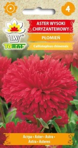 Aster chryzantemowy wysoki Płomień 1g