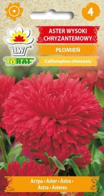 Aster chryzantemowy wysoki Płomień 1g