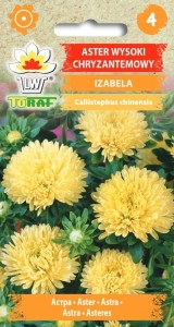 Aster chryzantemowy wysoki Izabela 1g