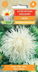 Aster igiełkowy wysoki Beata 1g