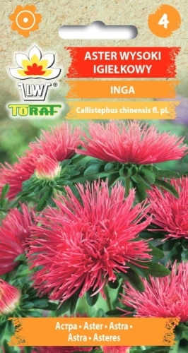 aster-wysoki-igielkowy-inga-rozowo-czerwony_f.jpg