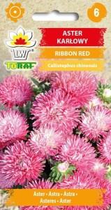 Aster karłowy Ribbon Red 0,5g