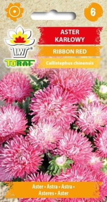 Aster karłowy Ribbon Red 0,5g