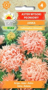 Aster peoniowy wysoki Janka 1g