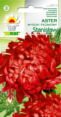 Aster peoniowy wysoki Stanisław 1g