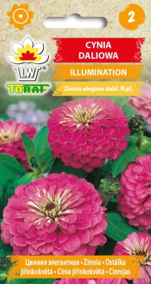 Cynia daliowa Illumination 1g
