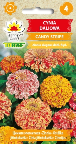 2075_CYNIA DALIOWA CANDY STRIPE.jpg