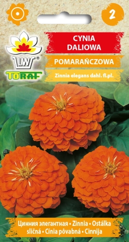 2076_CYNIA DALIOWA POMARAŃCZOWA.jpg