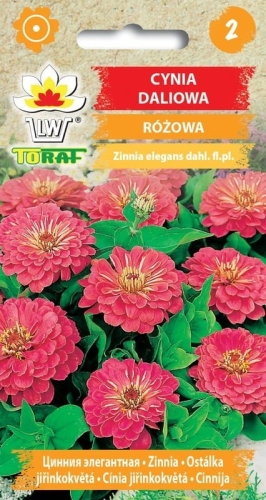 cynia-daliowa-rozowa_f.jpg