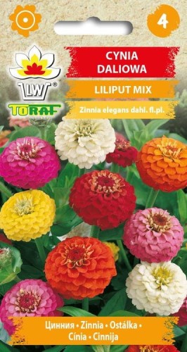 cynia-daliowa-liliput-mix_f.jpg