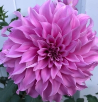 Dalia Lavender Perfection.jpg