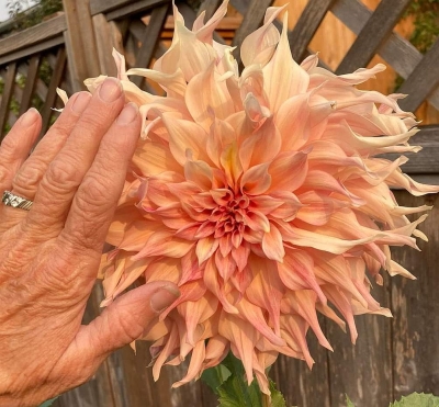 Dalia talerzowa Big Brother 1szt