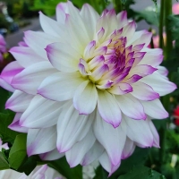 Dalia Hapet Blue Eyes.jpg