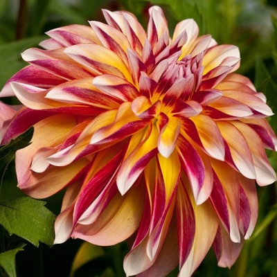 Dalia dekoracyjna Carribean Fantasy 1szt