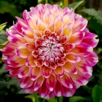Dalia Hawaii.jpg