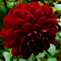 Dalia Arabian Night