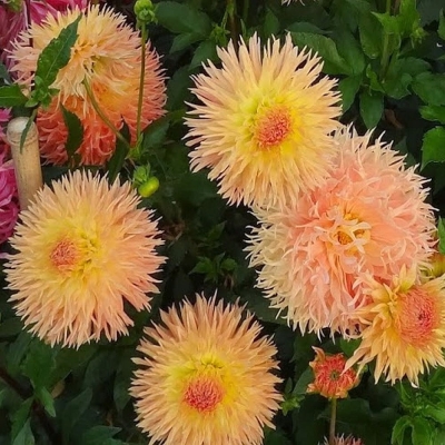 Dalia kaktusowa Fringed Star  1szt