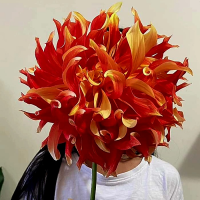 Dalia Bodacious
