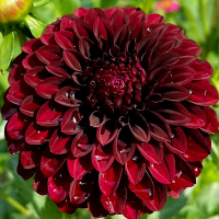 Dalia dark spirit.png