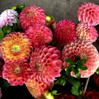 Dalia Palmares