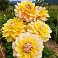 Dalia Seattle.png