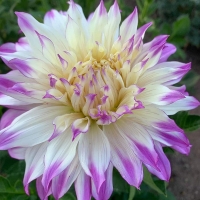 Dalia Ferncliff Illusion.jpg