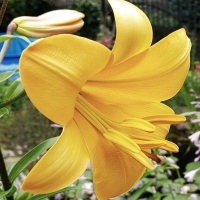 lilia Golden Splendour