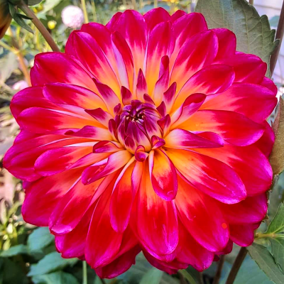Dalia dekoracyjna Manhattan Island 1szt