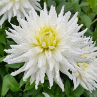 Dalia kaktusowa Playa Blanca