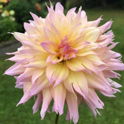 Dalia kaktusowa Cabana Banana 1szt