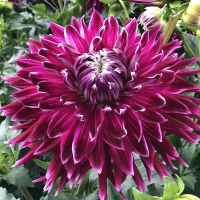 Dalia Vancouver.png