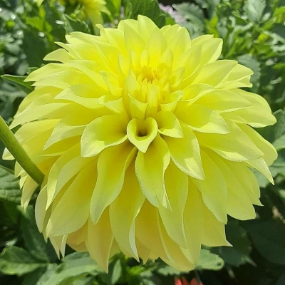 Dalia talerzowa Bilbao 1szt