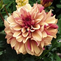 Dalia Cafe Au Lait Twist