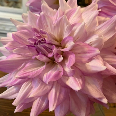 Dalia talerzowa Cafe au Lait Royal 1szt