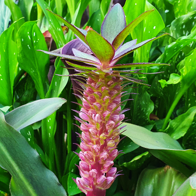 Eucomis - lilia ananasowa Indian Summer 1szt